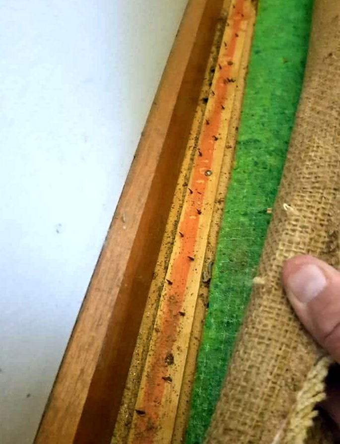 A hand lifting back the edge of a carpet to show the wooden tack strip, the burlap backing and debris gathered along the wall