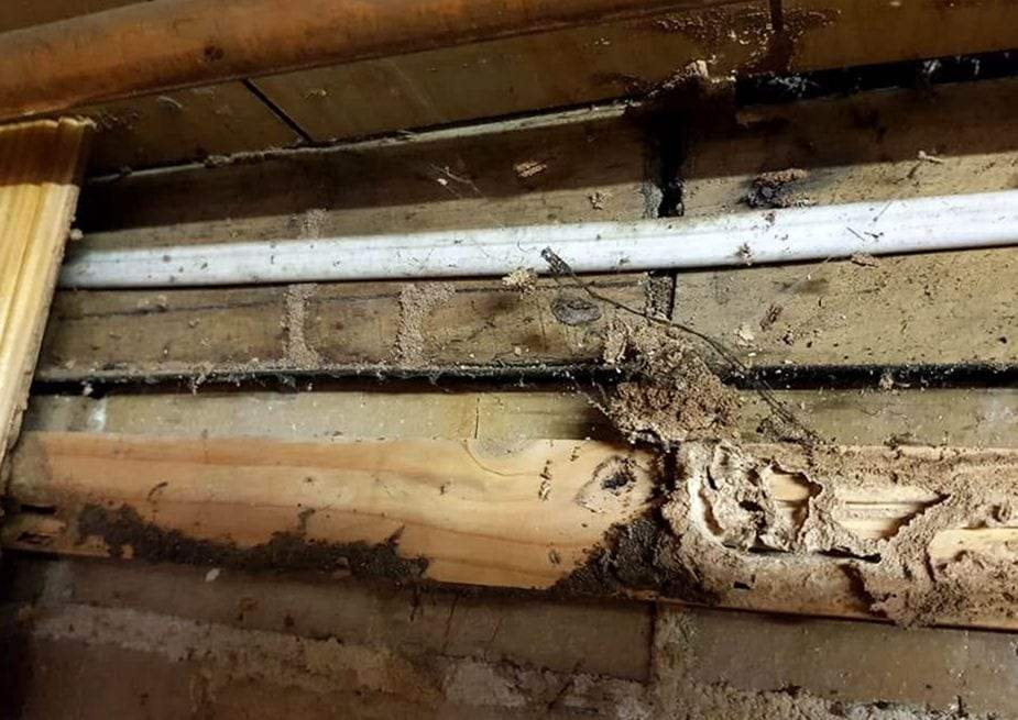 Wooden sill and framing on a foundation with soil-packed termite galleries and mud tubes, a white plastic pipe and a copper pipe running above