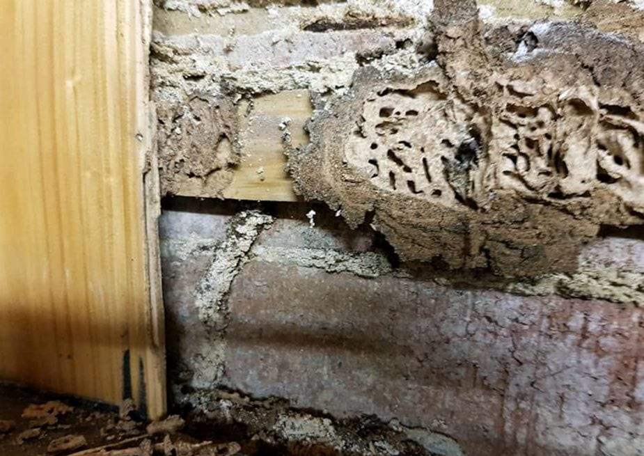 Termite mud tubes running up a brick foundation wall into wood packed with mud-lined galleries, next to a new pine stud