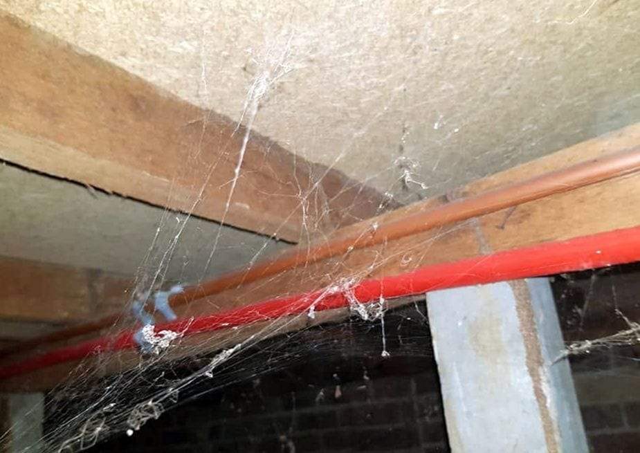 Cobwebs hanging between floor joists in a crawlspace, with a copper pipe and a red plastic water line under the subfloor and a brick wall behind