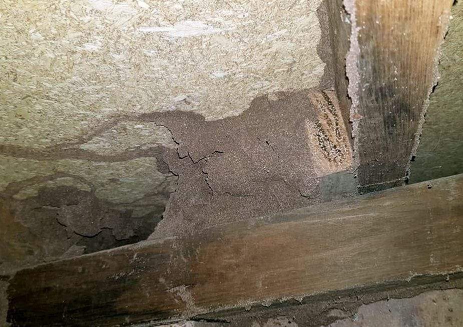 Termite mud spread across the underside of an OSB subfloor and over the end of a joist in a crawlspace