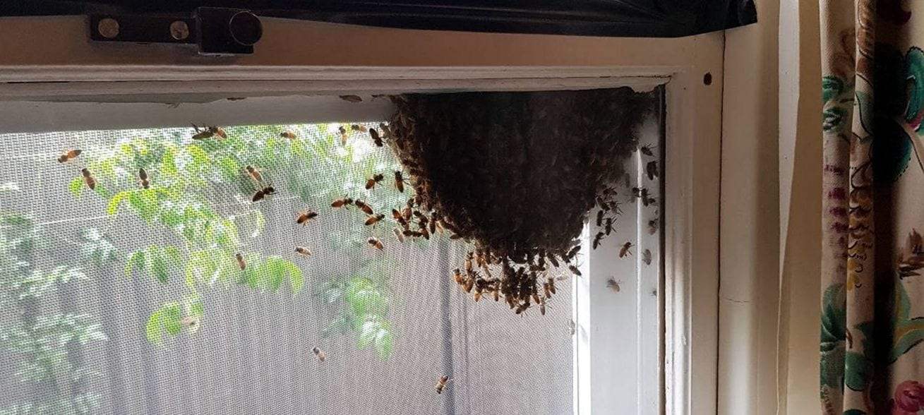 A swarm of honey bees clustered in the top corner of a window frame against the insect screen, more bees flying around it and a floral curtain at the side