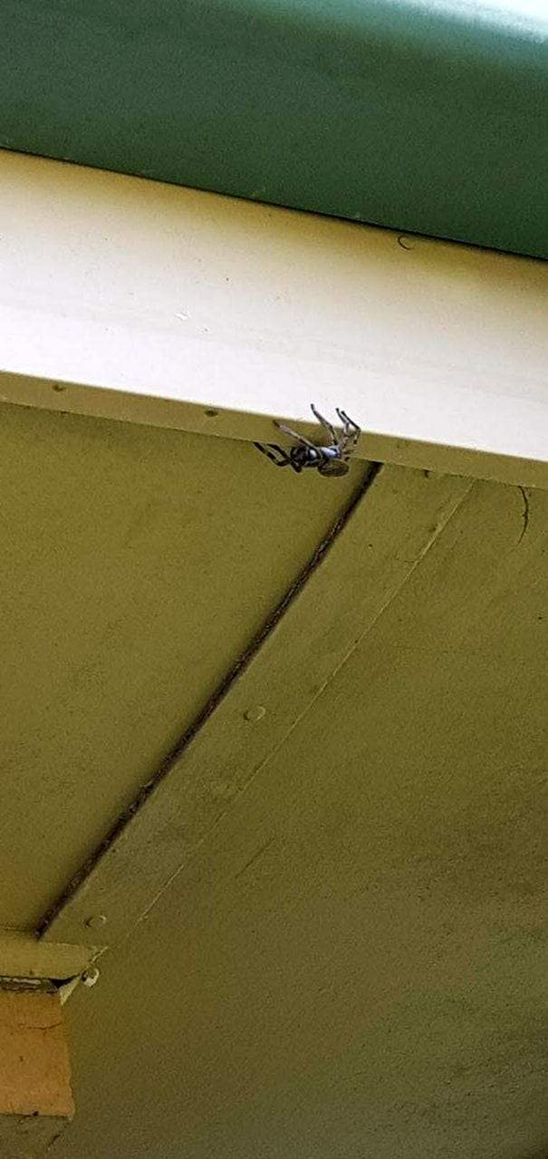 A large spider on the underside of a painted eave, where the soffit meets the fascia board below the gutter