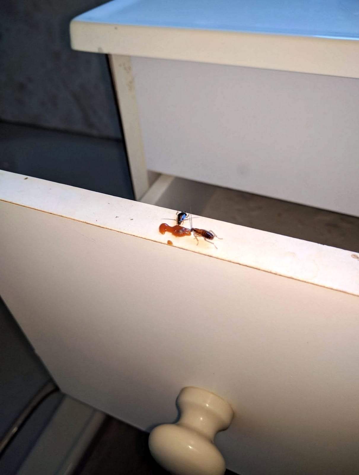 Two cockroaches feeding at a dab of amber gel bait on the edge of an open white drawer